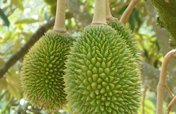 Durian Plantations